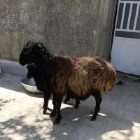 میش کُرملحه بره دار