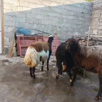 قوچ|حیوانات مزرعه|قروه, |دیوار