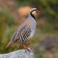 بلدرچین کوهی