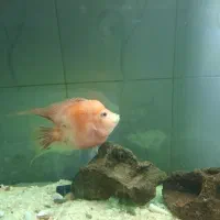 ماهی فلاور|ماهی|بجنورد, |دیوار