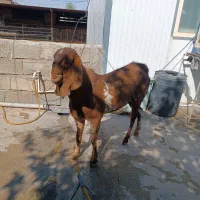 نر  بز هلندی بارنگ بندی خاص|حیوانات مزرعه|کرمانشاه, |دیوار