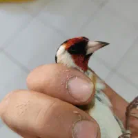 سهره نر|پرنده|کرج, مهرویلا جنوبی|دیوار