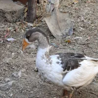 غاز