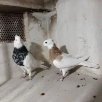 کبوترطوقی هفرنگ جفتی به شرط تخم|پرنده|اقبالیه, |دیوار