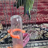 طوطی|پرنده|بومهن, |دیوار