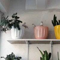 فنچ|پرنده|محمدشهر, شهرک پیام (مهرالبرز)|دیوار