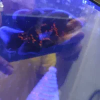 3عددماهی اسکار تایگر|ماهی|سنندج, |دیوار