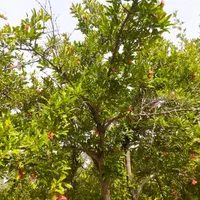 باغ کهن با اصالت، سنددار، با بناقدیمی و خونه باغ|فروش زمین و ملک کلنگی|رباط‌کریم, انجم آباد|دیوار