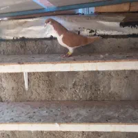 خوشرنگ‌زرد‌سرخ‌خال‌سیاه‌دار‌شامی‌سرطلایی