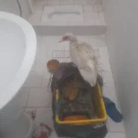 فروش اردکروسی ماده با۸تاجوجهایش