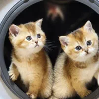 مجموعه گربه های اشرافی