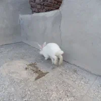 خرگوش نر|موش و خرگوش|زاهدان, |دیوار