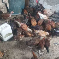جوجه محلی مرغ و خروس