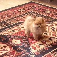 سگ پامر عروسکی