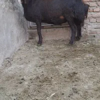 گوسفند ماده