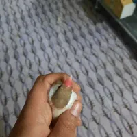 فنچ نرگسی شکلاتی|پرنده|مبارکه, |دیوار