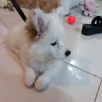 واگذاری سگ