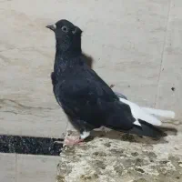 دم سفید|پرنده|حمیدیه, |دیوار