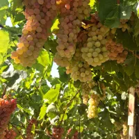 نهال|خدمات باغبانی و درختکاری|محمدیه-قزوین, |دیوار