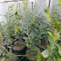 نهال کنار چهار فصل ۷۰تومن