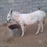 فروشی گله ایی جوان