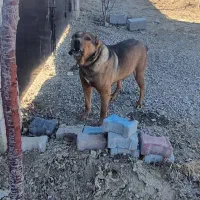 سگ نژاد افغان واس نگهبانی سفت و سخت