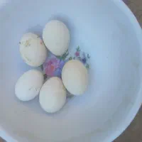 تخم مرغ|خوردنی و آشامیدنی|مهریز, |دیوار