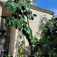 گل fikos|گل و گیاه طبیعی|رشت, پیرکلاچای|دیوار