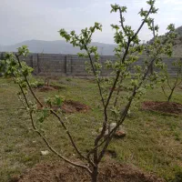 باغچه دشت ارژن|فروش زمین و ملک کلنگی|برازجان, |دیوار