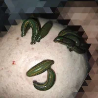 مرکز تخصصی زالودرمانی نشاط