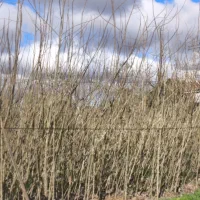 قلم صنوبر|گل و گیاه طبیعی|رشت, آب و برق|دیوار