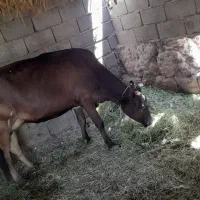 گاو ابست
