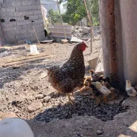 مرغ محلی تخم گذار جوان
