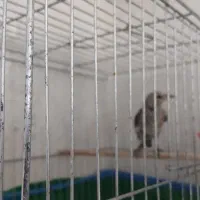 جوجه سره و گلبسر
