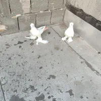 کبوتر پارپالی