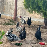 مرغ و خروس گلین