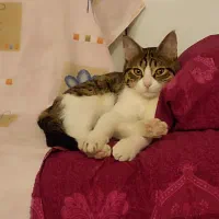 واگذاری گربه