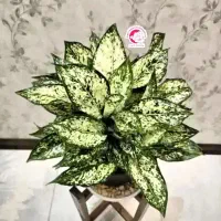 فروش انواع گل آپارتمانی بصورت خانگی