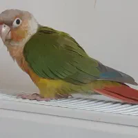 گرینچیک فروشی