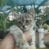 بچه گربه بریتیش دورگه
