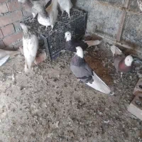 کفتر