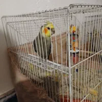 یک جفت عروس دستی