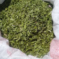 تره کوهی خشک وسبز درجه یک
