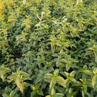 نعناع فلفلی