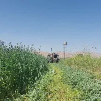 یونجه درجه یک|حیوانات مزرعه|دورود, |دیوار