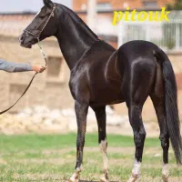 پانسیون آموزش ترین باشگاه سوارکاری احمداباد