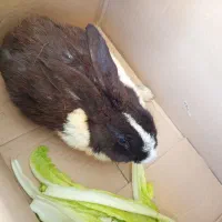 خرگوش نر بزرگ