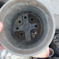 گلدان پلاستیکی|گل و گیاه طبیعی|بندر انزلی, گمرک|دیوار