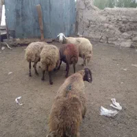 پنج عدد گوسفند|حیوانات مزرعه|اردبیل, |دیوار