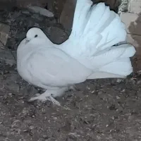 کبوتر دم چتری